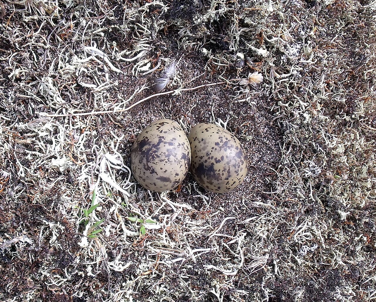 Arctic Eggs