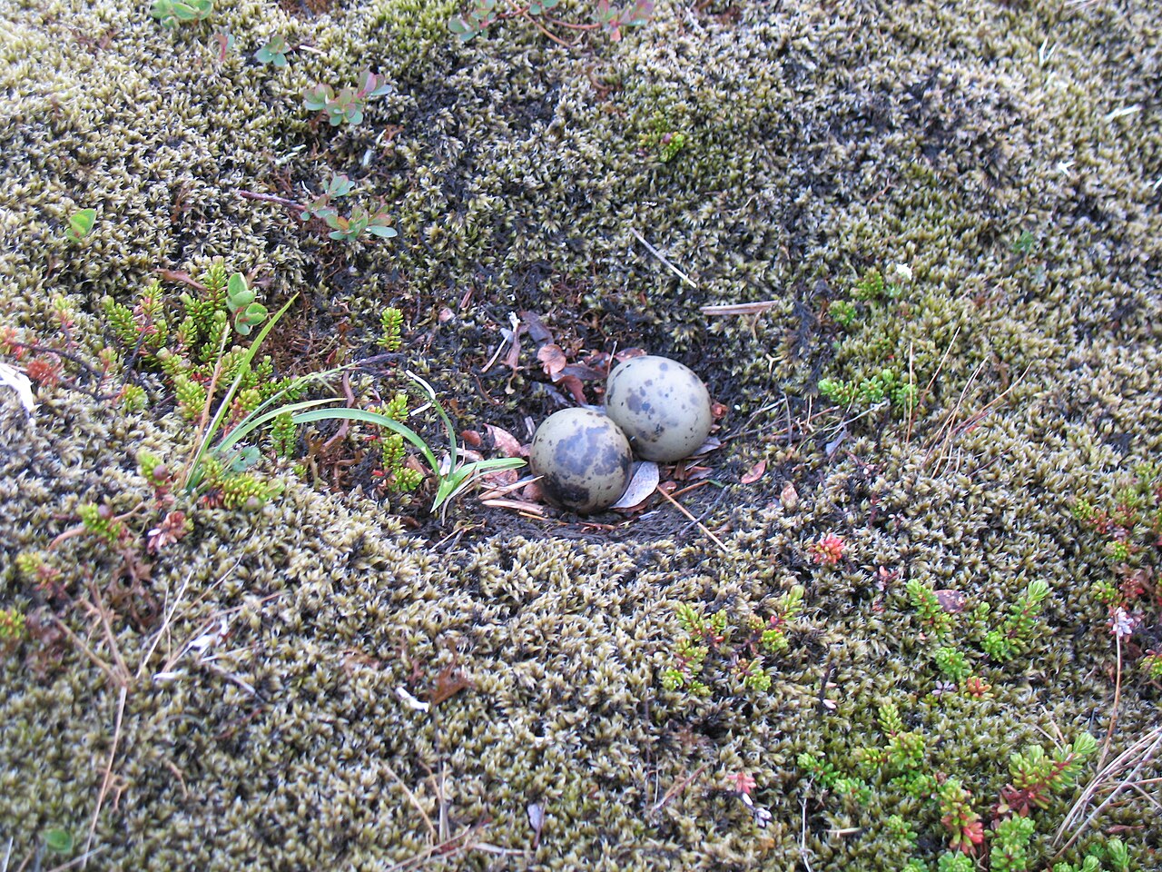 Arctic Eggs