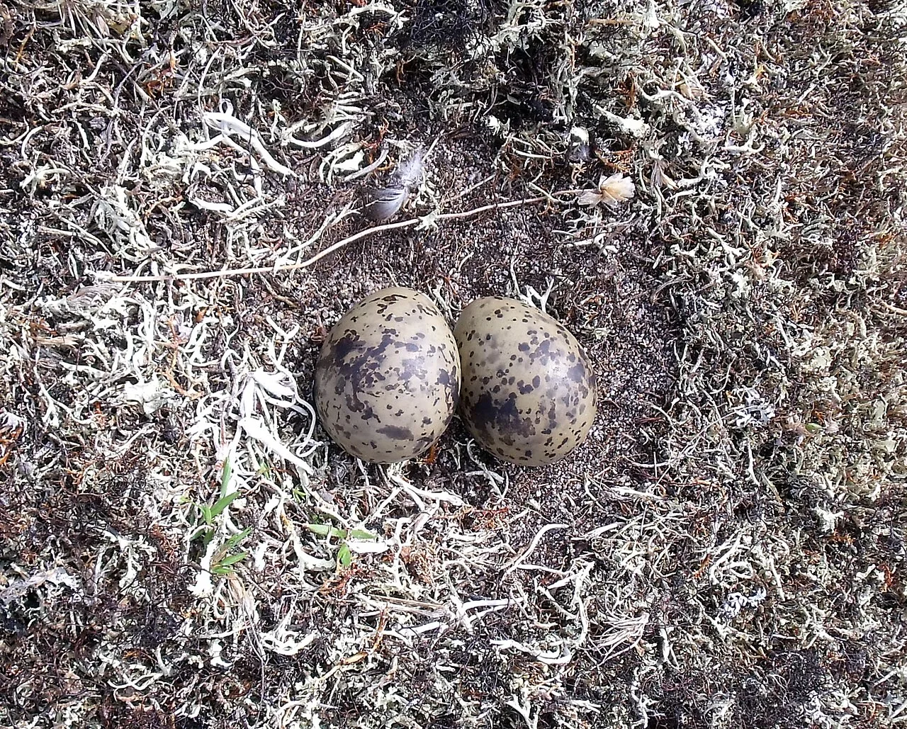 Arctic Eggs